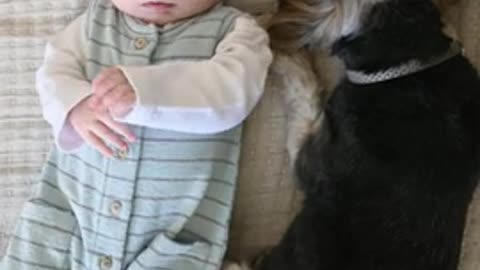 Dog can't hide guilt even before he's been caught cute baby