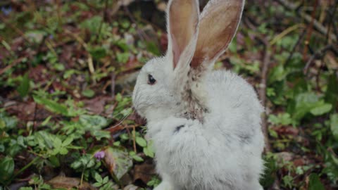 a very beautiful and adorable bunny while running