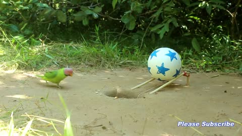 New Creative Unique Bird Trap Using Small Plastic Ball - Rolling Parrot Trap in Hole_p1