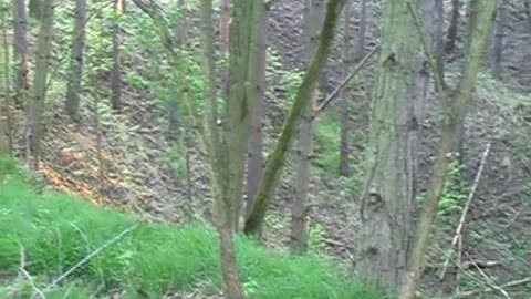 Nebezpečná tajemství Bořího lesa - Břeclav - Poštorná