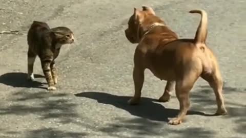 Bulldog fighting with a cat-like bulldozer