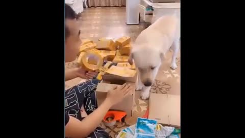 CUTE AND FUNNY DOG & CAT COMPILATION! 😍❤😍❤