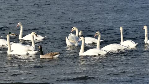 The duck and the goose friendship