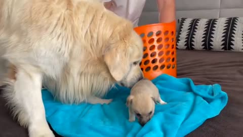 Retriever Meets Puppies for the First Time