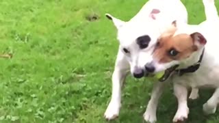 Dogs play fetch together