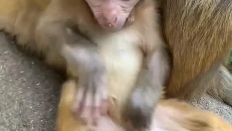 Cute little monkey is very smart