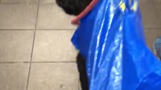 Black dog in blue ikea bag walking down stairs