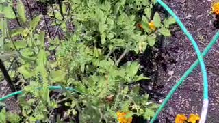 My first garden --Part 2 mistakes & all, learn from me. Fails & wins! - one month later