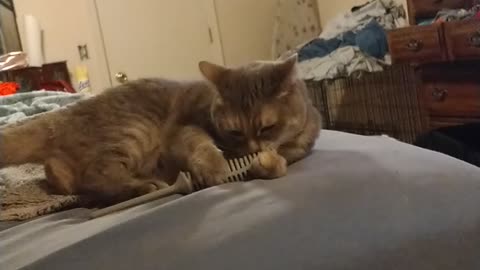 Nikki says hell with your comb Human!
