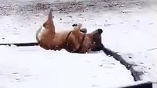 Brown dog rolling in snow playground