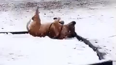 Brown dog rolling in snow playground