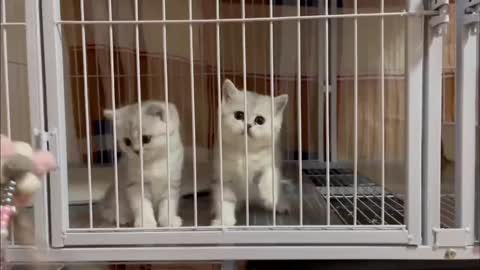 Three lively little white cats
