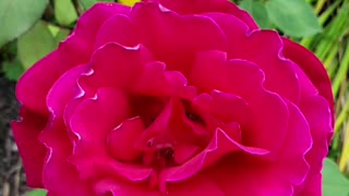 Flowers And A Raccoon From Petunia