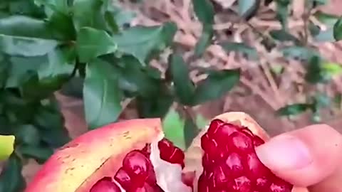 Amazing Fruit's 🤤