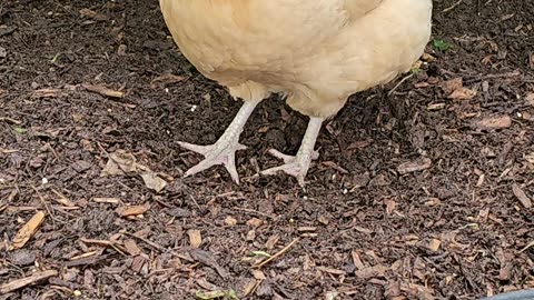 OMC! Hen is a scratching and pecking MASTER!!! Check out those sweet moves!!!