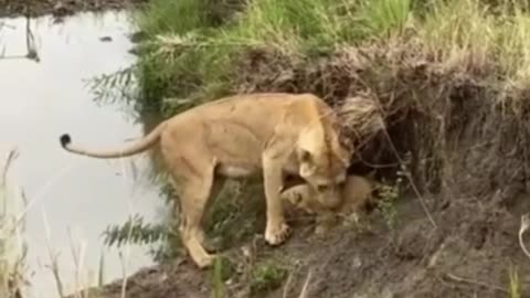 Lion rescuing her two🙈Animals life/LION with her babies🥰Amazing world