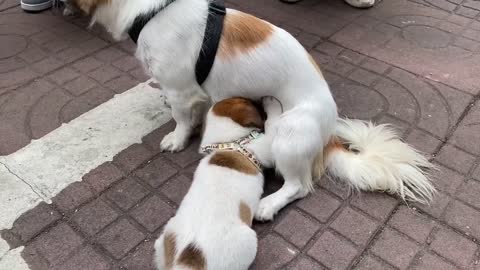 Mother and son reunited for the first time since the dog was adopted