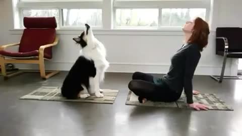 Dog Is Doing Yoga With His Owner