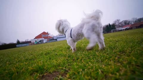 Basic Dog Training- Essential Trainig Every Dog Should Know