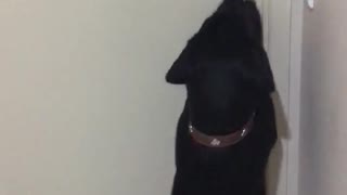 Dog Opens Door