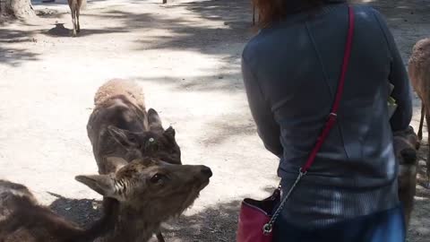 Deer chasing a tourist for some biscuits