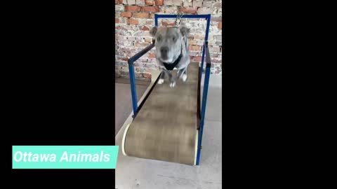 Super Pit Bull Training The treadmill