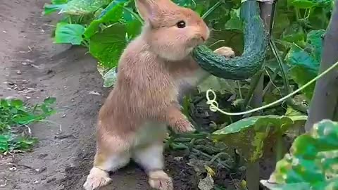 The little rabbit secretly eats cucumbers in the vegetable garden#pets #rabbit #animals