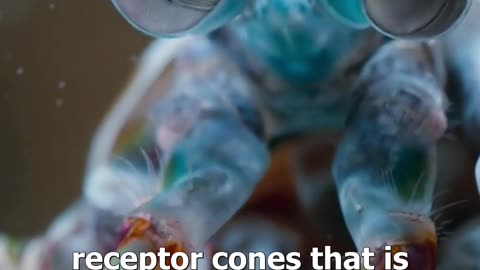 Dive into the vibrant underwater realm: Unveiling the Mantis Shrimp #trivia