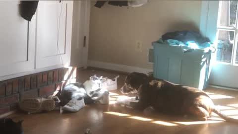Dog and cat playing animated