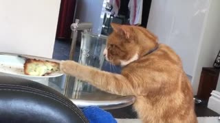 Orange cat steals sandwich off plate