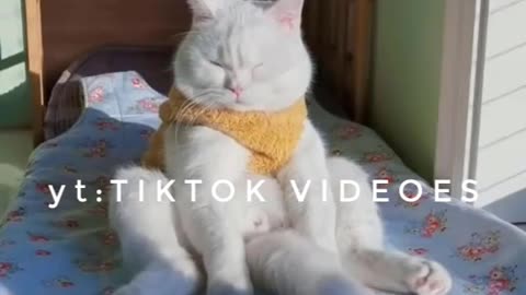 Funny Animal Videos 2022 😂 - Funniest Cats And Dogs Videos