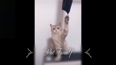 Funny Cute Cats Pets Compilation, Funny Animals