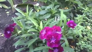 Beautiful dianthus barbatus flowers in the garden, purple, pink and red [Nature & Animals]