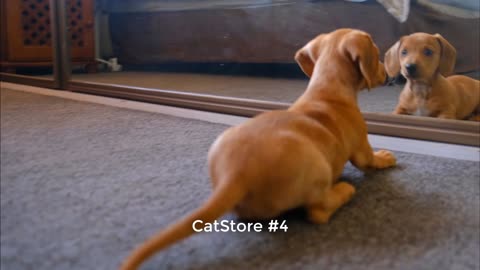 Top Funny Dog Videos 2022 - Dog funny clip - CatStore #4