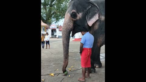 UNBELIEVABLE Elephant peels off banana!!!