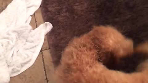 Brown dog spinning in circles chasing tail