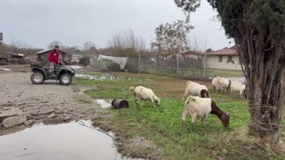 SAFE AND DRY: Californian County Rescuers Relocate Animals Away From Flooded Areas