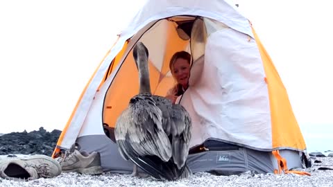 Pelican Invades Director's Tent On The Galápagos Islands | Blue Planet II Behind The Scenes