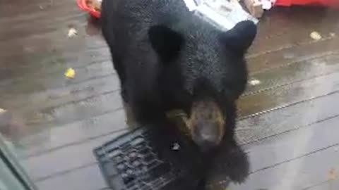 Brown Bear Caught Stealing Food