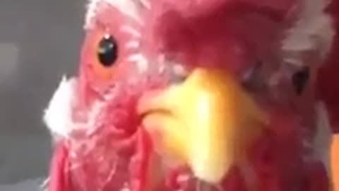 Best chicken video you'll see today