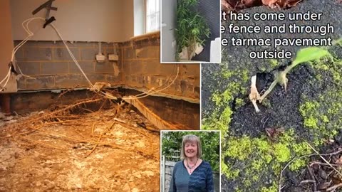Britain's homeowners reveal their hell at the hands of bamboo after it was popularized by 2000s