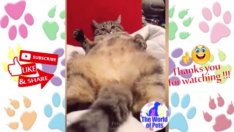 Cute kitten relaxing, very funny