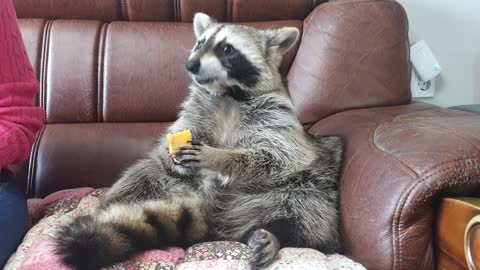 Smart Raccoon eats persimmons and spits out seeds after a long time.
