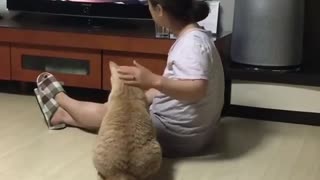 Cat Watching the Knows With Her Owner