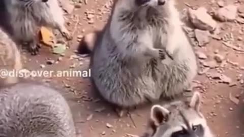 Funny Animal Part 22