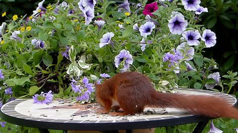 very beautiful squirrel