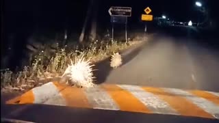 Wandering Porcupines Slow Nightly Traffic