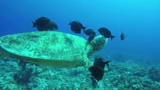 Mutualism symbiosis between turtle and fish
