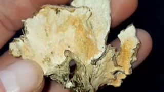 Turkey Tail Mushroom (Trametes Versicolor)