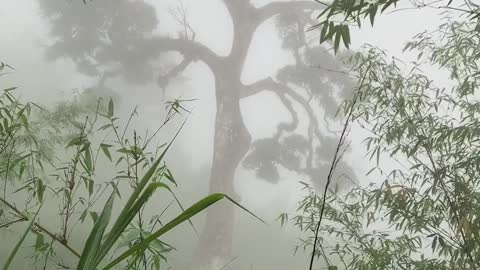 Darjeeling Tree